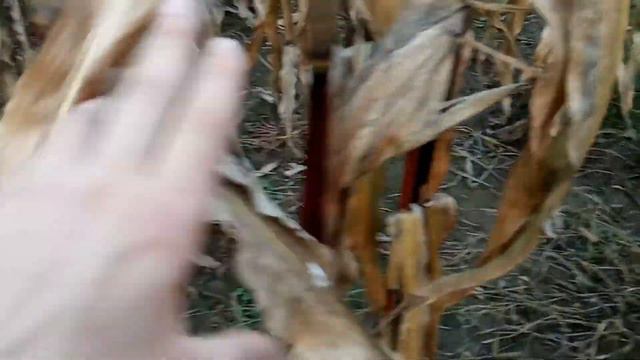 Огляд кукурудзи 2020. Як люди крадуть у мене кукурудзу. Реальна ціна кукурудзи. Ukraine 2020. смотреть онлайн