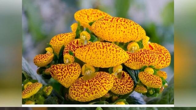 КАЛЬЦЕОЛЯРИЯ (CALCEOLARIA)