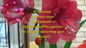 Что растёт на подоконнике?
