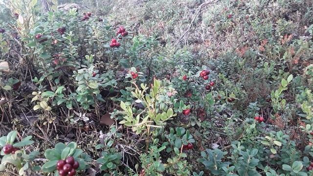 Cowberry or Lingonberry (Vaccinium Vitis-idaea) - Puolukka смотреть онлайн