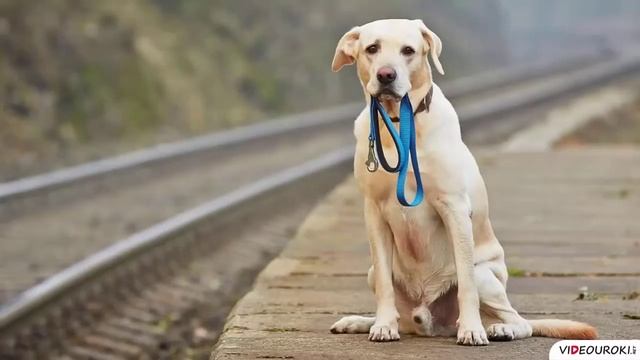 Человек и человечность