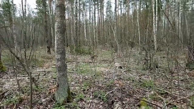 Апрельский лес полон чудес смотреть онлайн