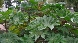 5 самых опасных ядов