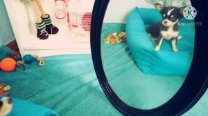 Покемон Юми Чу: смешные моменты??(фан Ани Меджик)