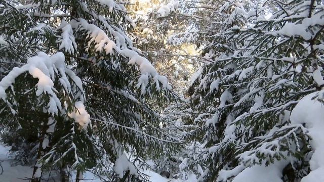 №4673 13 02 2024 Мороз,солнце,птицы,белка смотреть онлайн