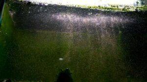 Как вывести артемию из яиц/How to get artemia out of eggs