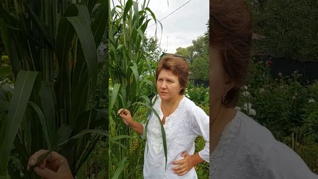 Доклад смотреть онлайн