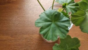 ПЕЛАРГОНИЯ от черенка до цветения// у меня новый сорт ГЕРАНИ