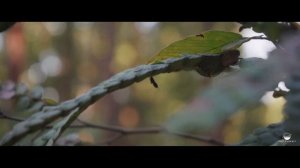 Sony A7iii 28-70mm kit lens (120fps)