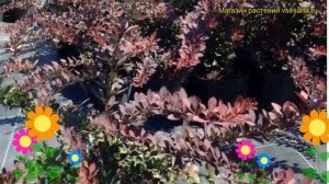 Барбарис тунберга Рэд ди джей. Краткий обзор, описание характеристик berberis thunbergii Red DJ