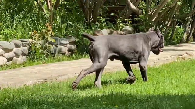 Кане корсо Шер Из СА ИЩЕТ ДОМ! смотреть онлайн