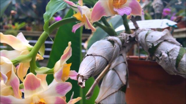 Chysis limminghei hybrid смотреть онлайн