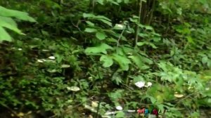 Ведьмины круги Рядовки Белой Голубиной