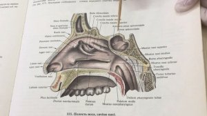 Дыхательная система. Носовая область. Наружный нос. Полость носа. Придаточные пазухи носа.