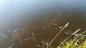 Отличный клев Сазана. Река Чулым! Все довольны!
