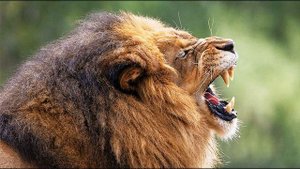 Звуки животных для детей/Рык африканского льва /Рычание льва Африканский Лев рычит