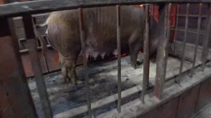 ? Сделаем свиноводство снова великим!