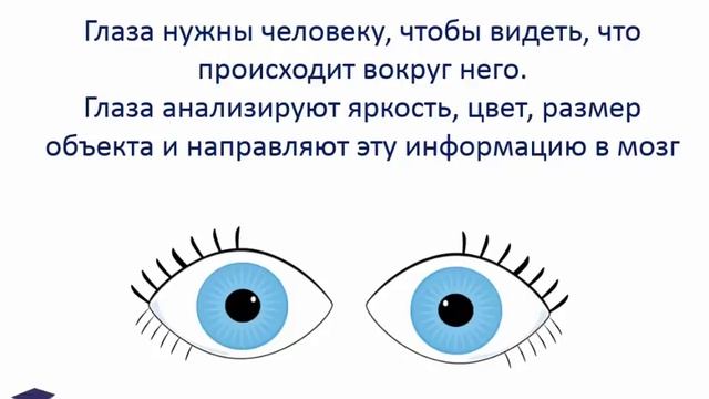 "Мое тело", презентация для детей смотреть онлайн