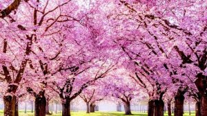 Послушные Исполнители