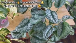 ОБЗОР и УХОД?Сциндапсус?Эпипремнумы?Сходства и отличия?Марбл Квин?Экзотика?Неон?Марбл Эппл?Хэппи ли