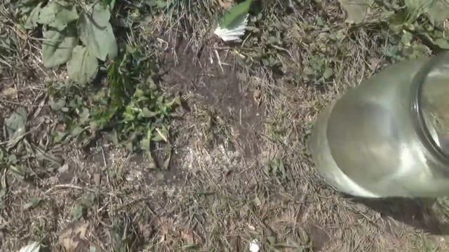 Поилка для цыплят смотреть онлайн