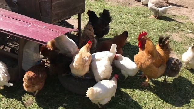 Уход за цыплятами Любимая еда кур Посадка Арахиса