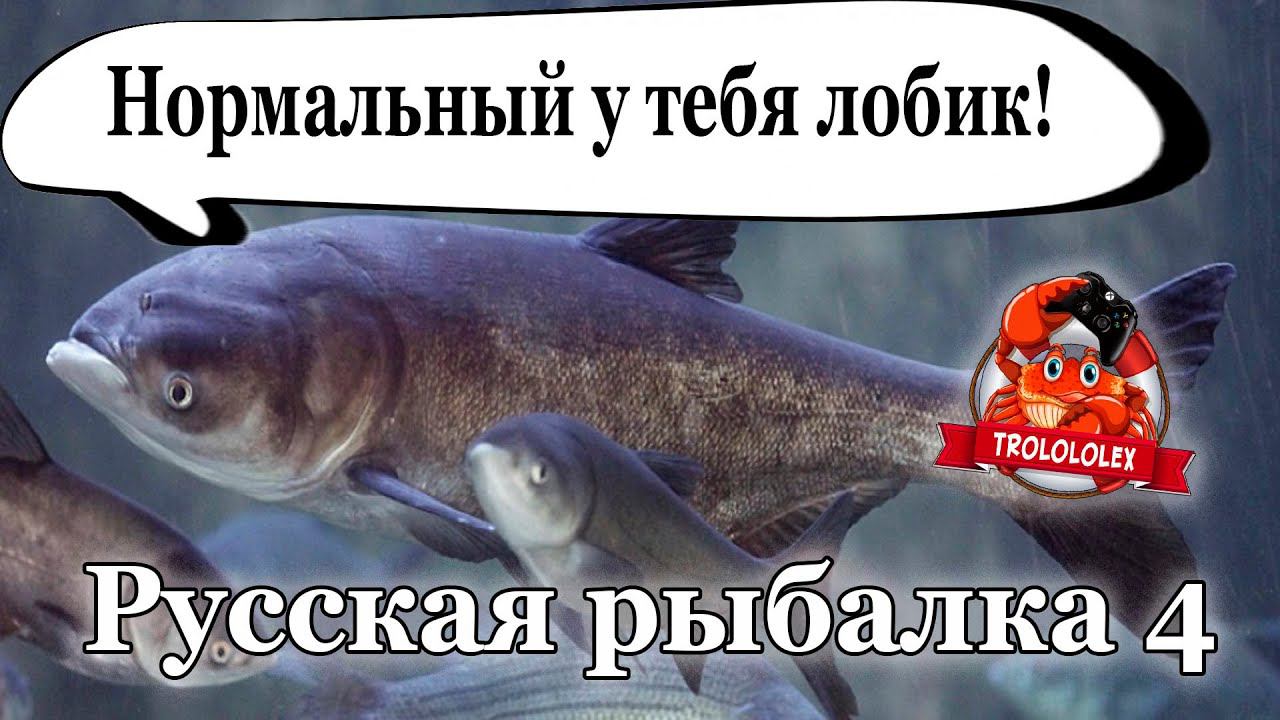 Русская рыбалка 4 Толстолобик белый Толстолобик пестрый Сура смотреть онлайн