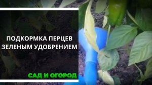 Подкормка перца зеленым удобрением