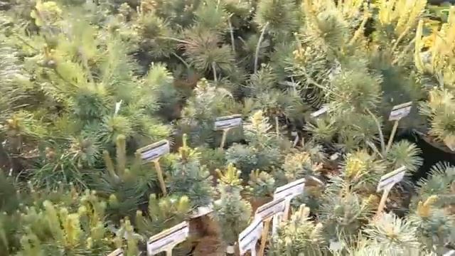 ‼️Лучшие растения/КАЧЕСТВО?/Хвойные?/Гортензии?/Рододендроны?/Розы?/Клематисы/Плодовые смотреть онлайн