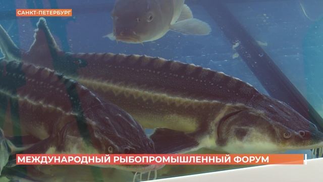 Комплекс по производству кормов для ценных рыб, выращиванию форели и осетровых создается в регионе