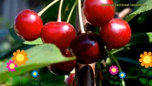 Вишня обыкновенная Быстринка. Краткий обзор, описание характеристик prunus cerasus Bystrinka