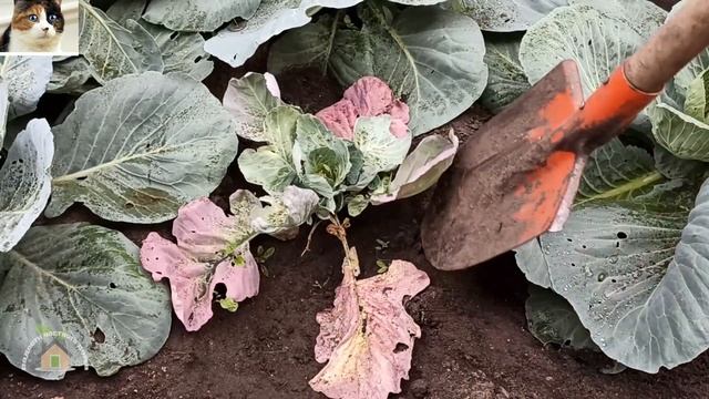 Почему краснеют листья у капусты. Корневая гниль капусты смотреть онлайн