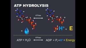 KIN3030 Bioenergetics (Slides 1-8)