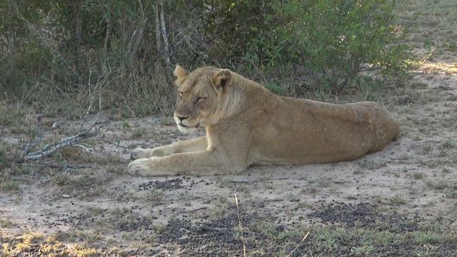 Savanna Stay@Home Safari Ep. 44 смотреть онлайн