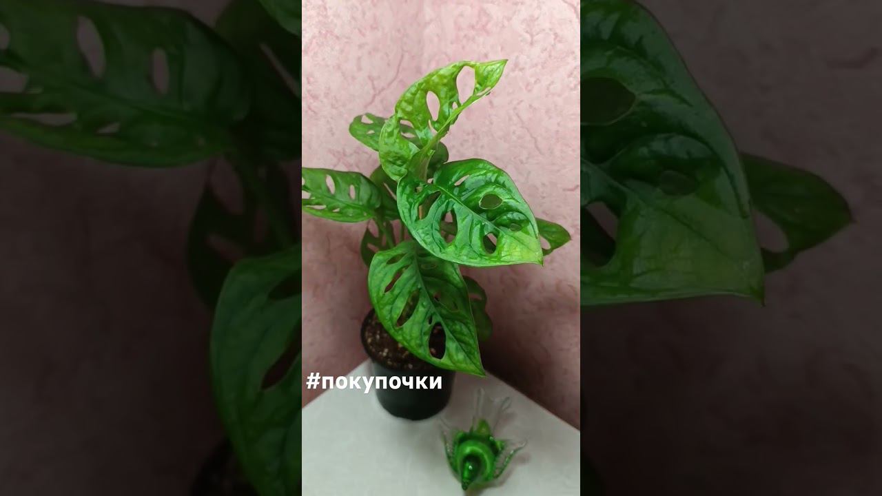 #покупочки Монстера Манки Маск #цветыастрахань