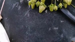 клубника азия. хлороз. фузариоз. лечение. увядание кустов