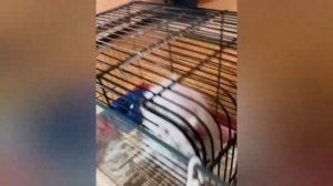 Что можно сделать для хомяка.Джунгарский хомяк ? Джерри.Знакомство.Часть 2.Играем