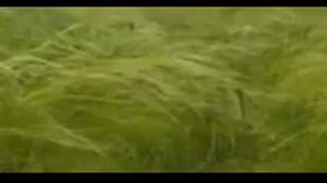 Бутырка а где ты мама загуляла