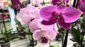 Супер обзор Орхидей (Одесса садовый центр)