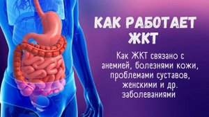 ЖКТ - КАК РАБОТАЕТ. ПРОБЛЕМЫ С ЖКТ. | Наталья Кондакова, доктор натуропатии