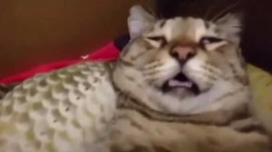 Кот лежит на спине мем из тик тока