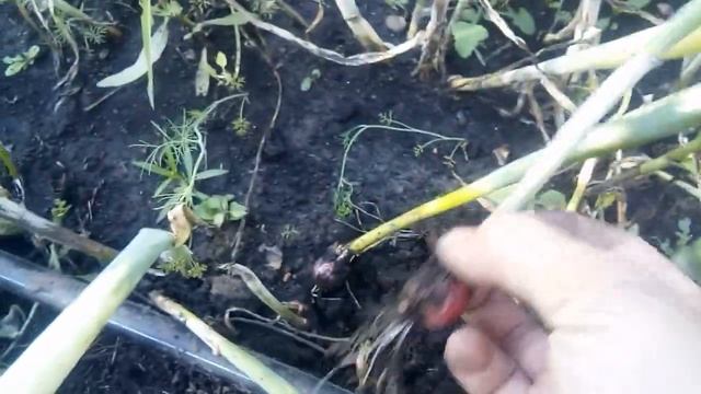 Такой Лук Вы ещё не видели. Лук семейка. смотреть онлайн