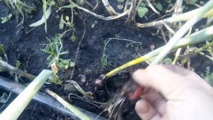 Такой Лук Вы ещё не видели. Лук семейка.