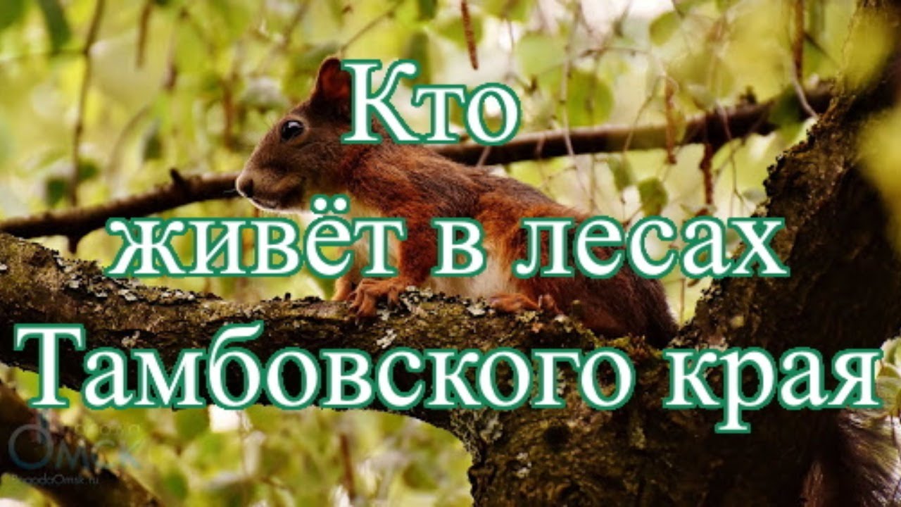 Виртуальная экскурсия «Кто живёт в лесах Тамбовского края»
