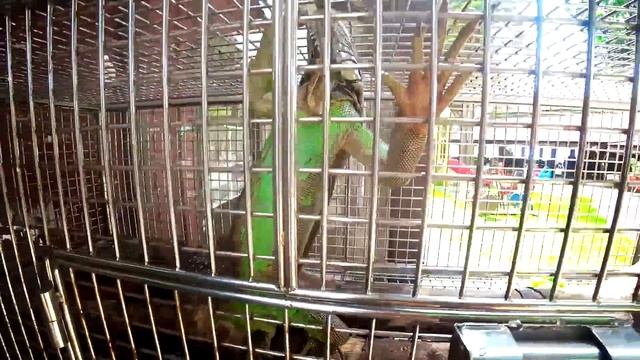 КТО ПОКРАСИЛ ГОЛУБЕЙ? САМЫЙ КРАСИВЫЙ ВЛОГ! САМУИ, ТАЙЛАНД смотреть онлайн