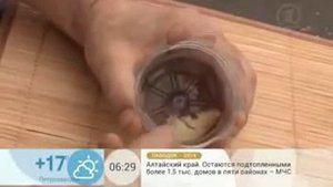 Мышеловка из пластиковой бутылки