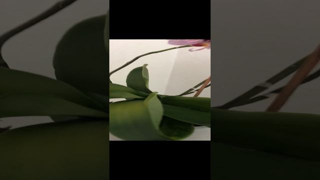 Фаленопсис. Уход осенью