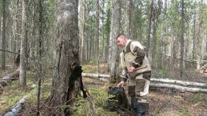 Пробуждение природы. Сбор и первичная обработка чаги и шульты.