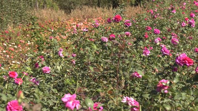 ароматная роза биг парпл. питомник роз полины козловой rozarium.biz смотреть онлайн