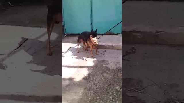 Брачные игры той терьеров смотреть онлайн